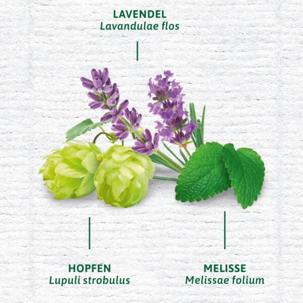 Bad Heilbrunner Einschlaf Tee mit Melatonin - im Pyramidenbeutel - Melatonin, Melisse, Lavendel - Endlich wieder gut einschlafen - Ideal fürs Reisen - Gute Nacht Tee (4 x 12 Pyramidenbeutel) – Bild 5